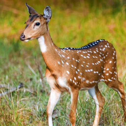 Animals at Pench National Park